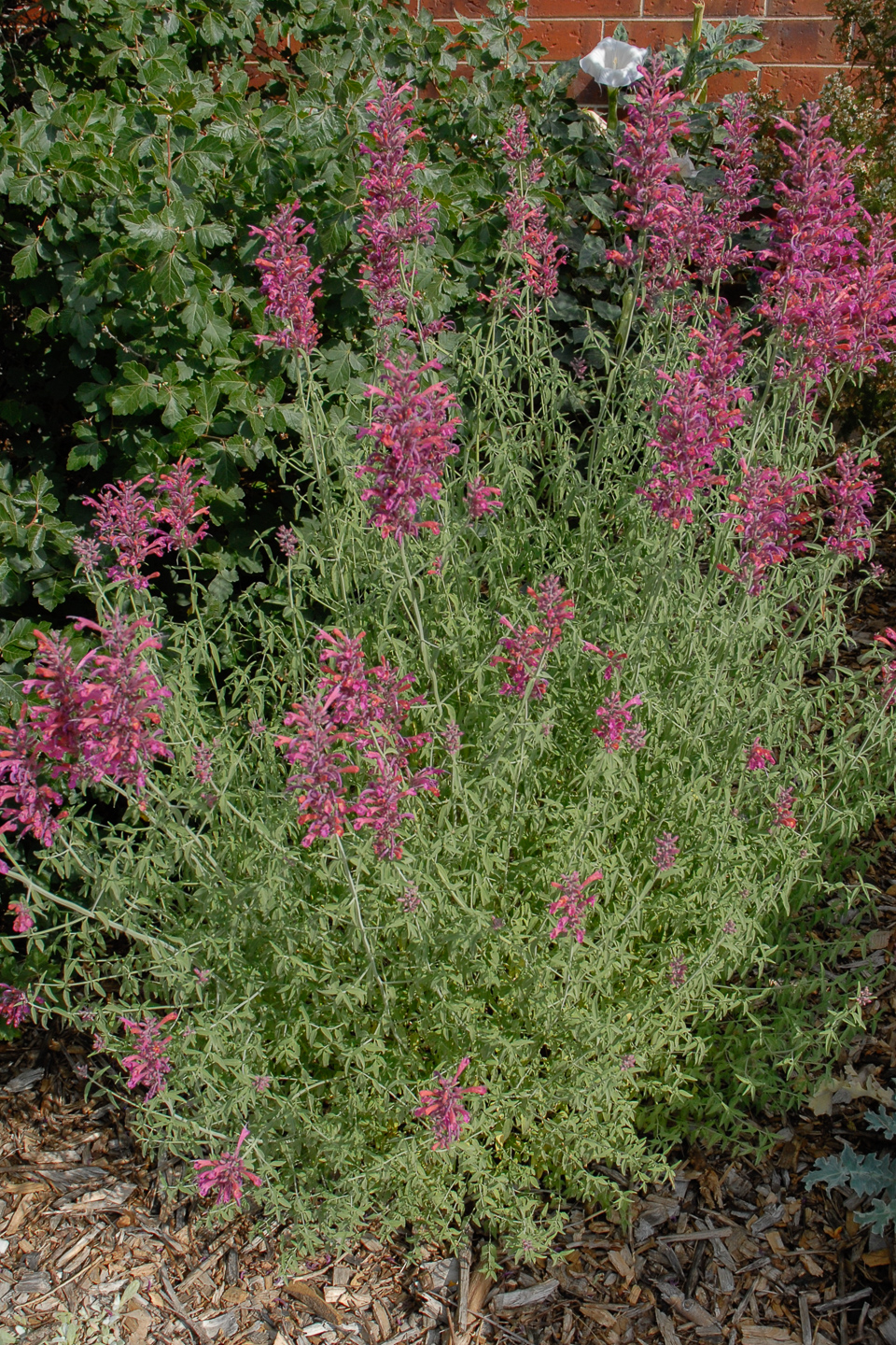 Colorado Springs Utilities Xeriscaping - Sonoran Sunset Hyssop